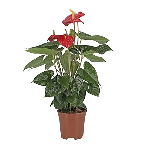 KENTIS - Anthurium Andreanum Rosso - Piante da Appartamento Purifica Aria - H 65-75 cm Vaso Ø 17 cm