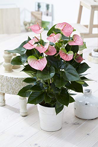 1 x Pianta Viva Anthurium | Fiore di Fenicottero | di Ceramica | Pianta per la Casa/Ufficio
