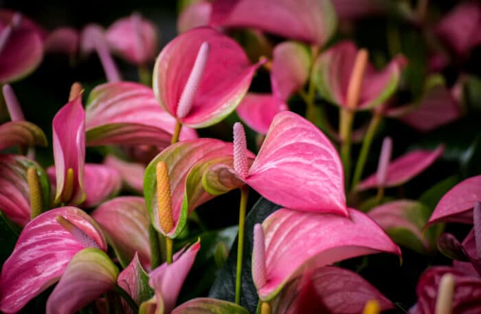 Anthurium