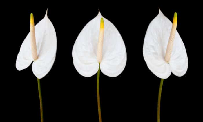 Anthurium