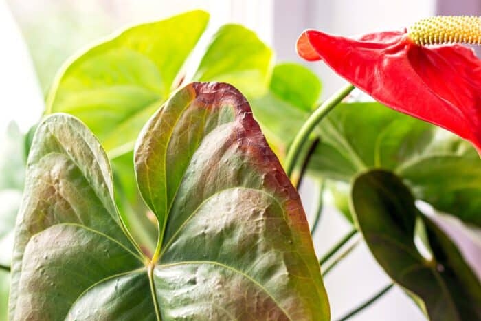 Anthurium