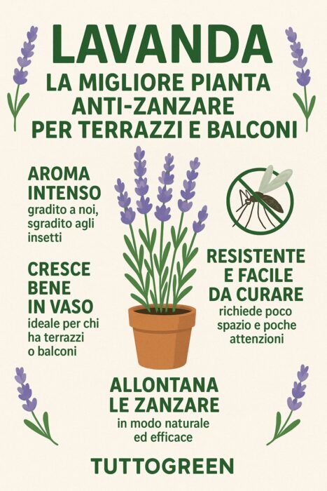 lavanda anti zanzare