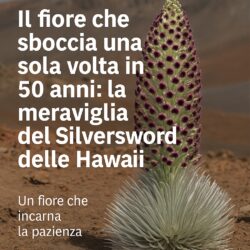 Silversword
