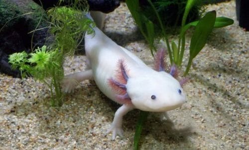 axolotl