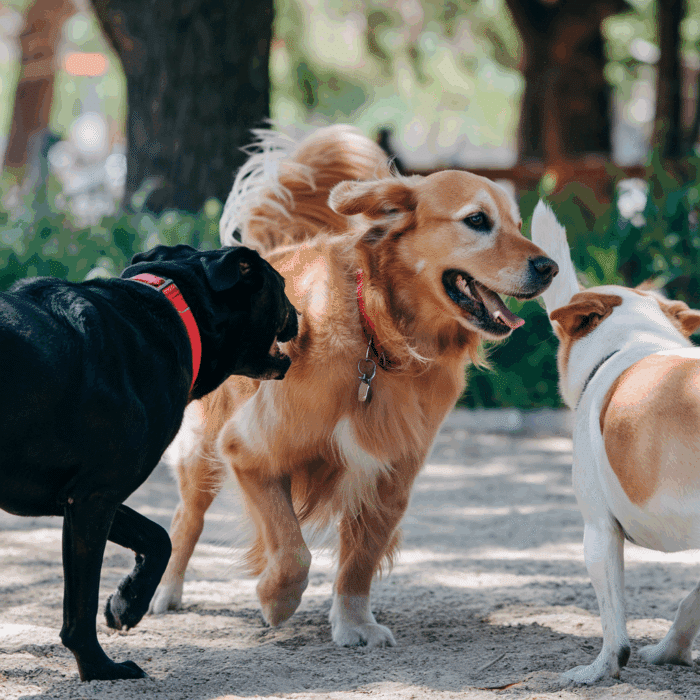cane socializzazione giocosa
