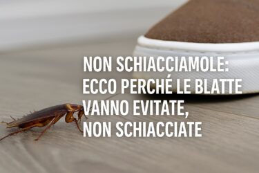 Blatte in casa