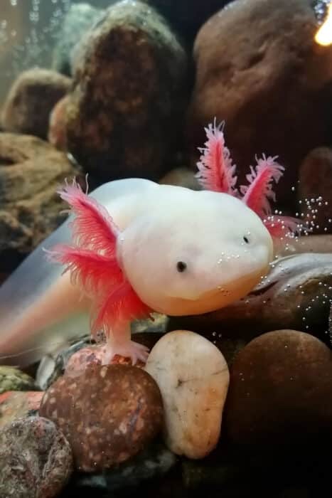axolotl o assolotto