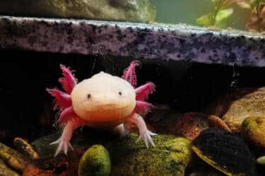axolotl