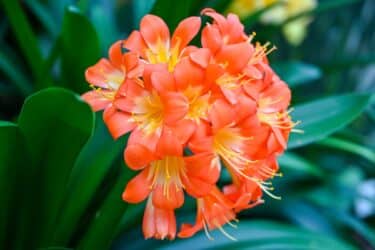 come coltivare la clivia