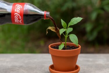 Coca-cola e piante: cosa succede se si annaffia una pianta con la Coca‑Cola?