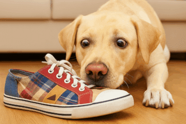 Ecco le 10 cose più sorprendenti il cane fiuta e noi no!