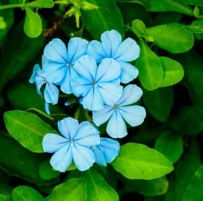 Plumbago