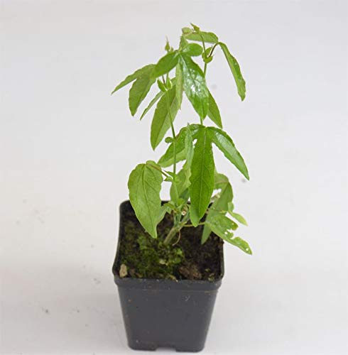 Pianta Passiflora Violacea, Vaso 7cm, Altezza 5/15cm