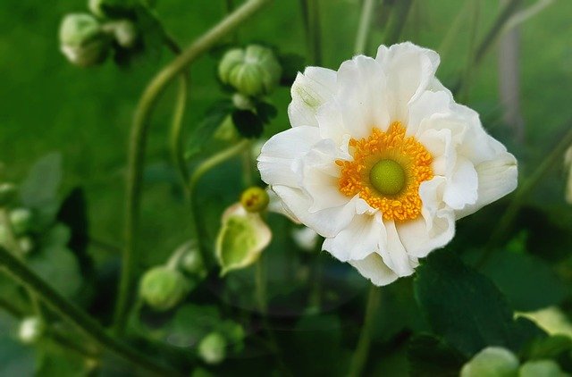 anemone