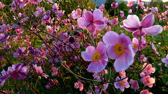 anemone