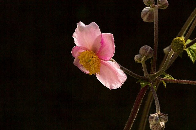 anemone