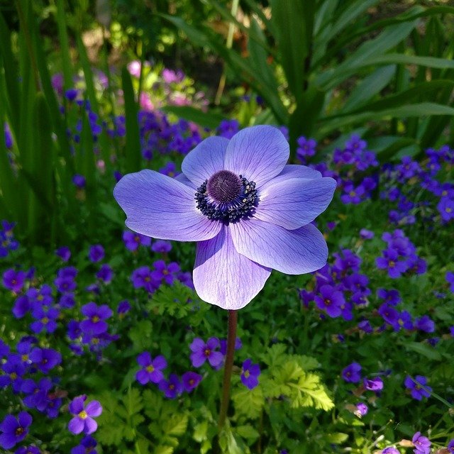 ANEMONE