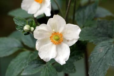 anemone