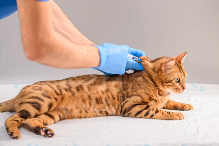 vaccinare gatto