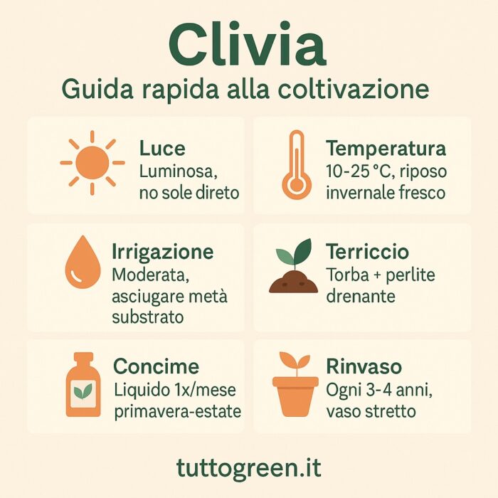 infografica su coltivazione clivia