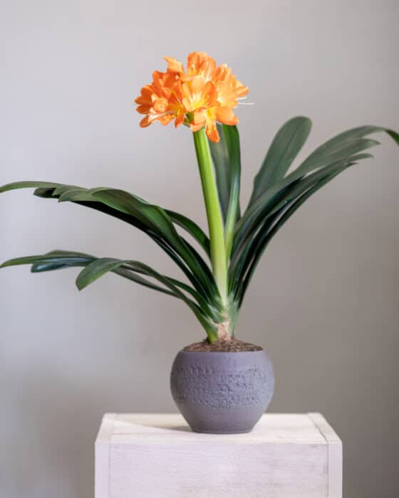 come coltivare la clivia