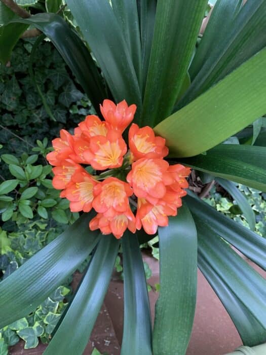 come coltivare la clivia