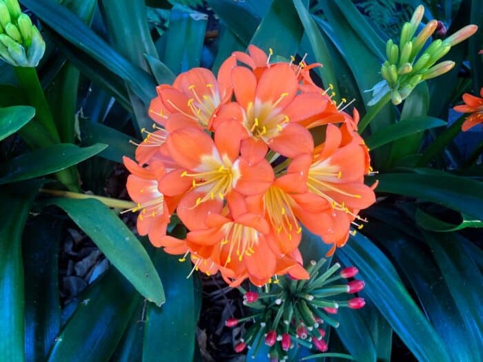 come coltivare la clivia